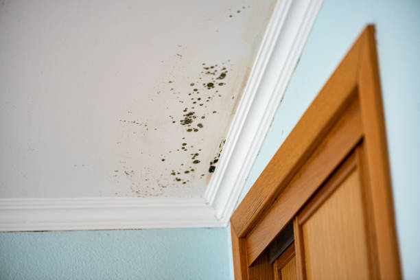 Best Preventive Mold Services in Linden, CA
