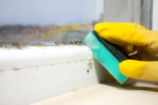 Best Mold Remediation for Specific Building Types in Linden, CA