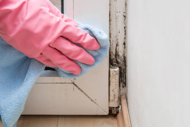 Best Mold Testing and Inspection Services in Linden, CA
